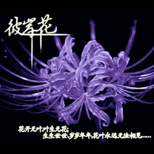 彼岸花